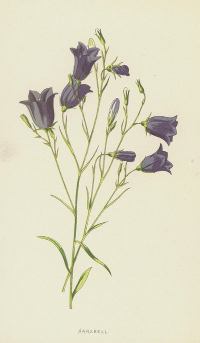 Campanule - Frederick Edward Hulme