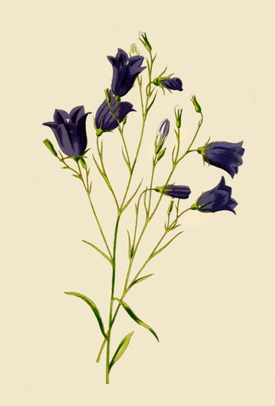 Campanule, 1877 - Frederick Edward Hulme