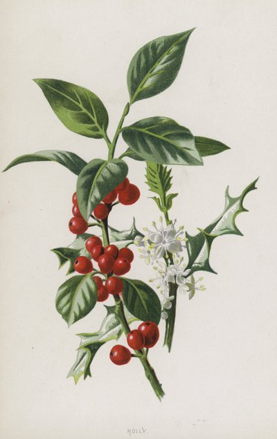 Houx - Frederick Edward Hulme