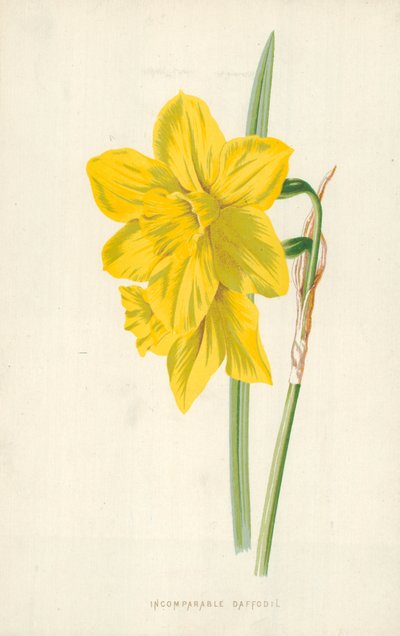 Jonquille incomparable - Frederick Edward Hulme