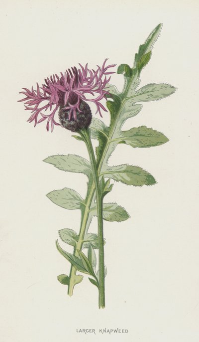 Grande centaurée - Frederick Edward Hulme