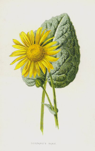 Doronic - Frederick Edward Hulme