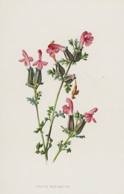 Petite crête-de-coq - Frederick Edward Hulme
