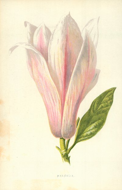 Magnolia - Frederick Edward Hulme