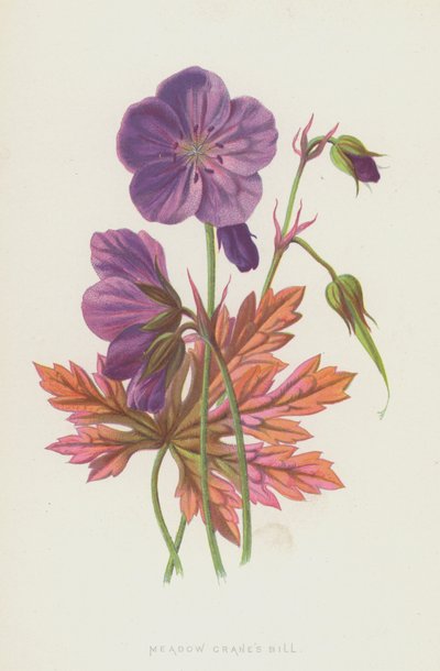 Géranium des prés - Frederick Edward Hulme