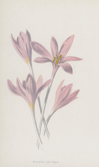Colchique d