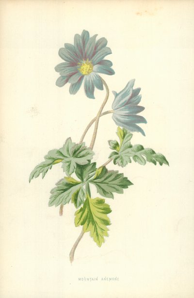 Anémone des montagnes - Frederick Edward Hulme