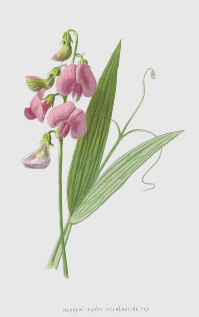 Pois vivace à feuilles étroites - Frederick Edward Hulme