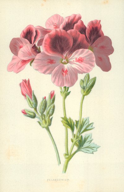 Pélargonium - Frederick Edward Hulme