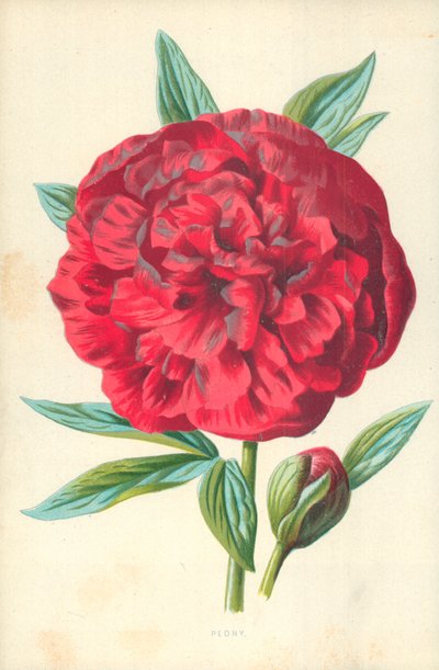 Pivoine - Frederick Edward Hulme