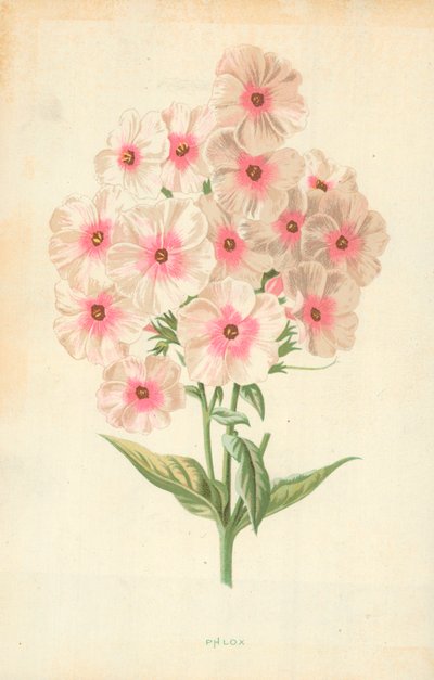 Phlox - Frederick Edward Hulme