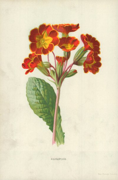 Polyanthus - Frederick Edward Hulme
