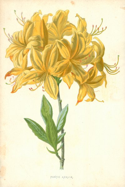 Azalée pontique - Frederick Edward Hulme