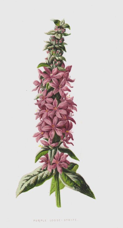 Lysimaque pourpre - Frederick Edward Hulme