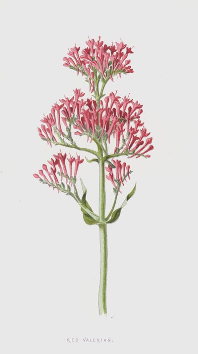 Valériane rouge - Frederick Edward Hulme