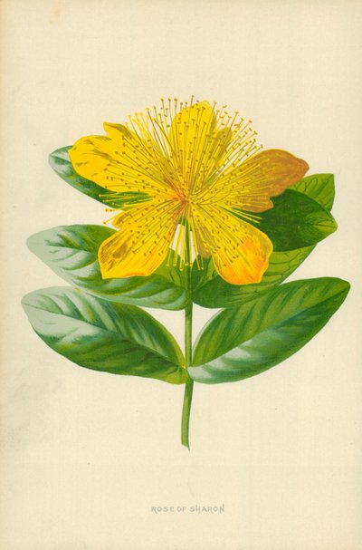 Rose de Sharon - Frederick Edward Hulme
