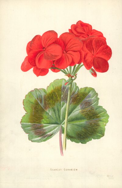 Géranium écarlate - Frederick Edward Hulme