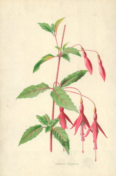 Fuchsia simple - Frederick Edward Hulme