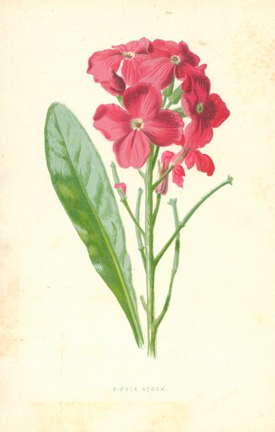 Stock unique - Frederick Edward Hulme