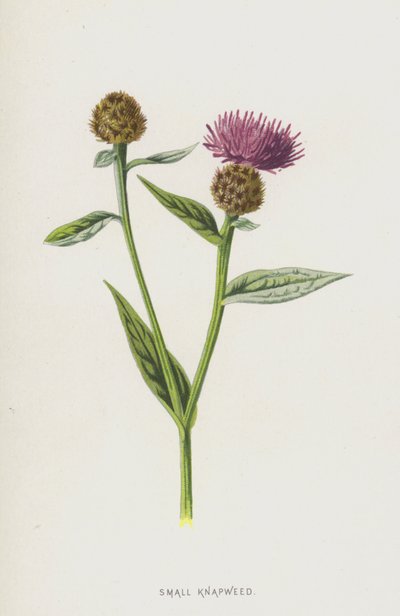 Petite centaurée - Frederick Edward Hulme