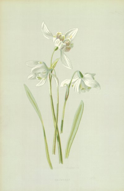 Perce-neige - Frederick Edward Hulme