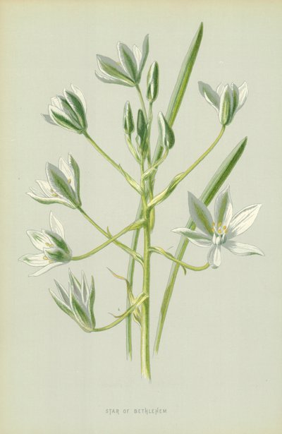 Étoile de Bethléem - Frederick Edward Hulme