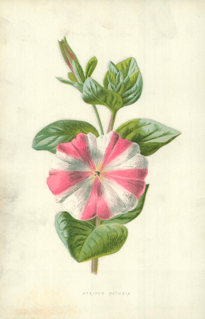 Pétunia rayé - Frederick Edward Hulme