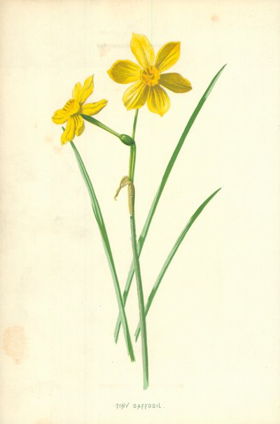 Petit Narcisse - Frederick Edward Hulme