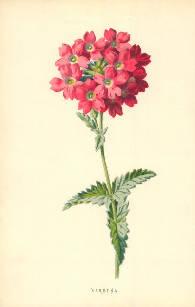Verveine - Frederick Edward Hulme