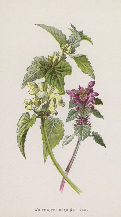 Lamier blanc et rouge - Frederick Edward Hulme