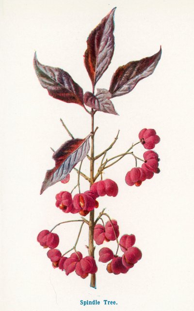  - Frederick Edward Hulme