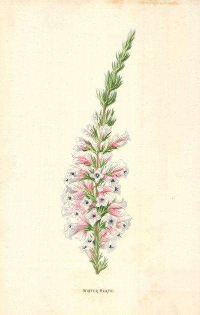 Bruyère d