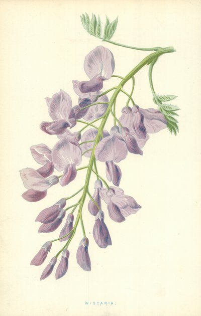 Glycine - Frederick Edward Hulme
