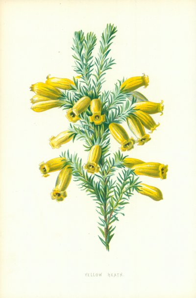 Bruyère jaune - Frederick Edward Hulme
