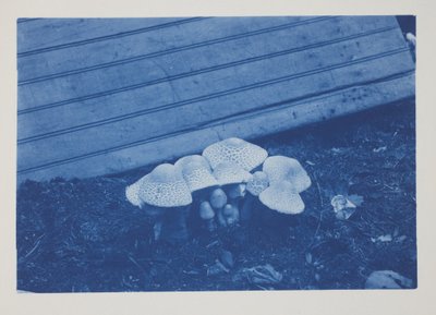 Sans titre, fin 19e-début 20e siècle - Frederick K. Coulson