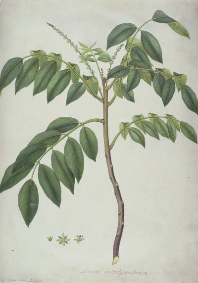 Brucea Antidysenterica, 1777 - Frederick Polydor Nodder