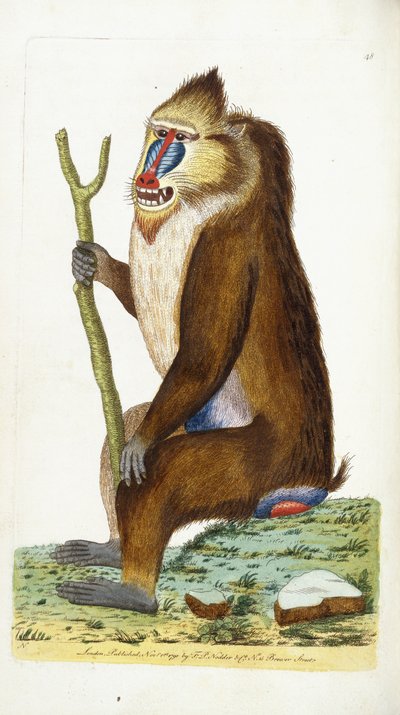 Babouin varié ou Mandrill Mandrillus sphinx - Frederick Polydor Nodder
