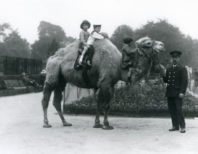 Promenade à dos de chameau de Bactriane avec le gardien Harry Warwick au zoo de Londres, juin 1924 - Frederick William Bond