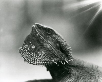 Un lézard barbu regardant vers le haut au zoo de Londres en 1930 - Frederick William Bond