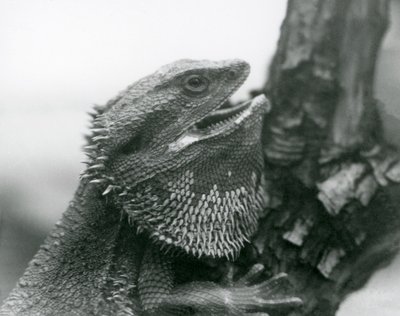 Un lézard barbu avec la bouche ouverte, accroché à une branche, Zoo de Londres - Frederick William Bond