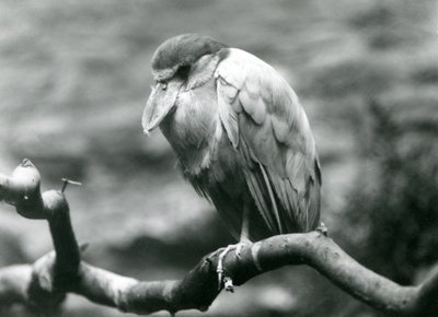 Un héron à bec de bateau, ou Boatbill, assis sur une branche au zoo de Londres, juin 1924 - Frederick William Bond