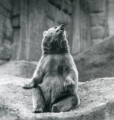 Un Ours Brun assis sur un rebord rocheux au Zoo de Londres en septembre 1927 - Frederick William Bond