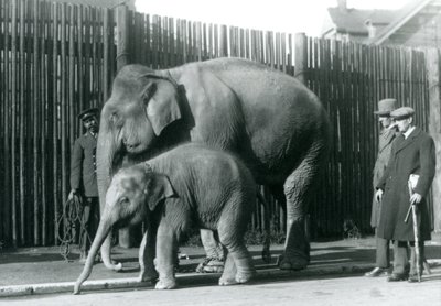 Un éléphant birman et son petit promenés par leur gardien, tandis que deux autres hommes regardent - Frederick William Bond