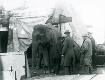 Un éléphant birman abrité partiellement sous une bâche sur le pont, avec un dresseur et quatre autres hommes, voyageant vers le Zoo de Londres en 1927 (photo n/b) - Frederick William Bond