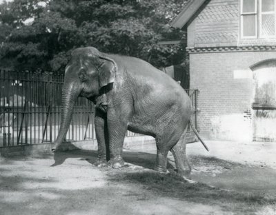Un Éléphant Birman sortant d