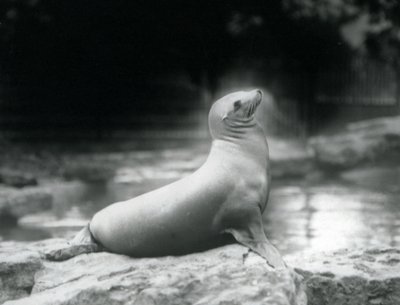 Une otarie de Californie assise sur un rocher près de son bassin, Zoo de Londres, septembre 1925 - Frederick William Bond