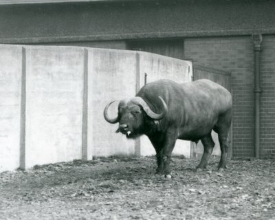 Un buffle du Cap/de l