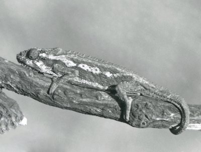 Un caméléon nain du Cap accroché à une branche, zoo de Londres, 1927 - Frederick William Bond