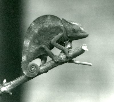 Un caméléon accroché à l