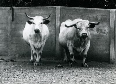 Un taureau et une vache Chartley au zoo de Londres, juillet 1924 - Frederick William Bond